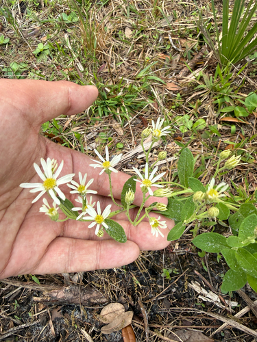 Pinebarren Aster (Oclemena reticulata)
