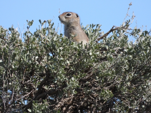 Townsend's Ground Squirrel observed by xueli