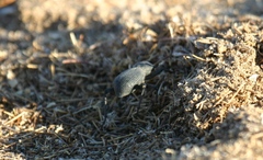 Cryptoglossa muricata