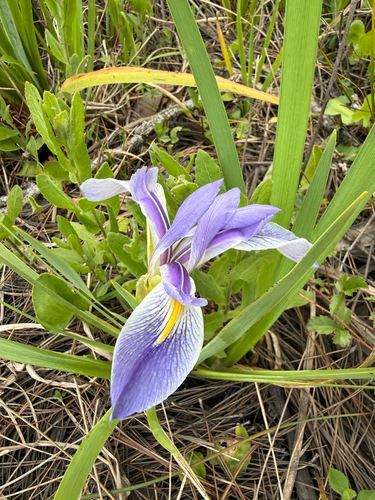 Iris savannarum, photograph 6