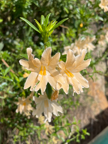 largeflower bush monkeyflower (Diplacus grandiflorus)