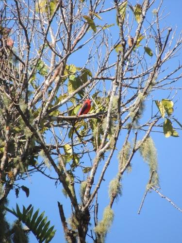 Scarlet Tanager (Piranga olivacea)