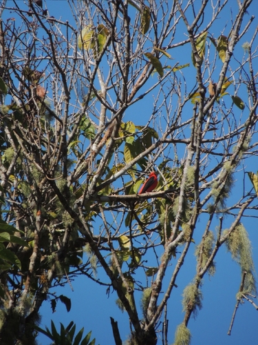 Scarlet Tanager (Piranga olivacea), photo 2