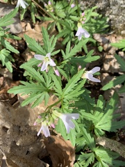 Cardamine concatenata