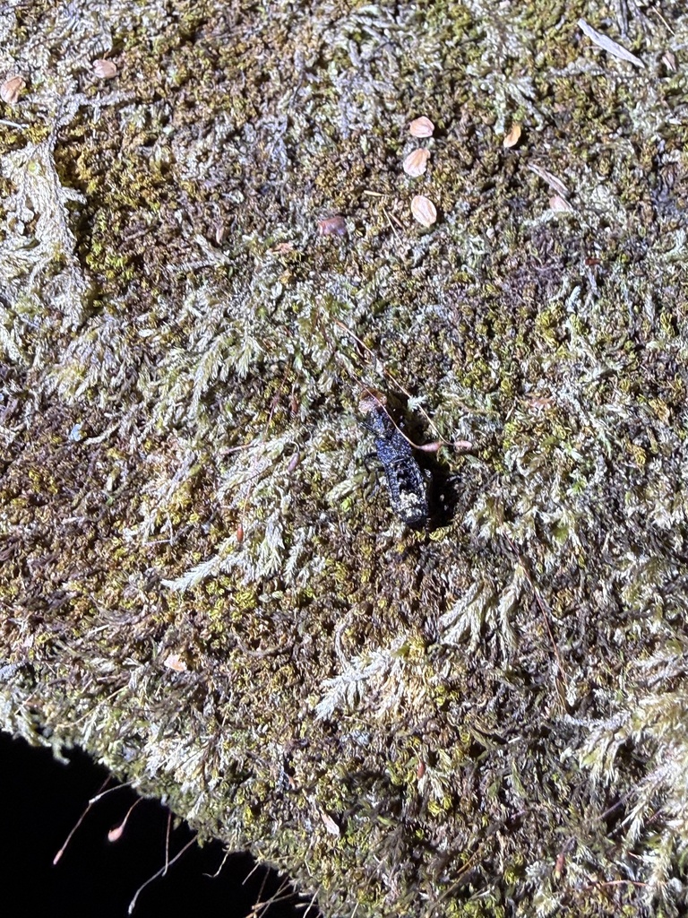 Dinothenarus choui