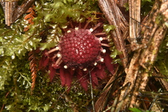 Langsdorffia hypogaea