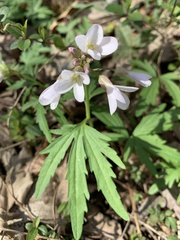 Cardamine concatenata