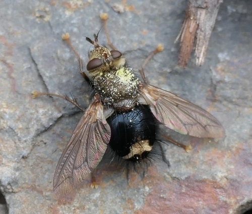 Unknown species found near White Salmon, WA 98672, USA