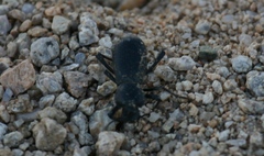 Cryptoglossa muricata