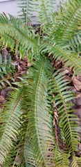 Polystichum munitum