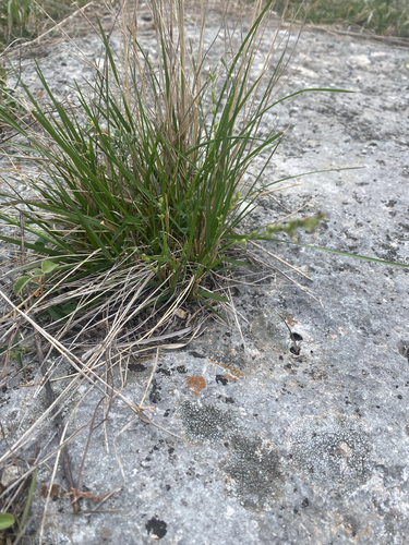 Reverchon's Bristlegrass (Setaria reverchonii)
