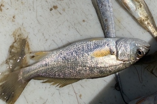 Sand seatrout (Cynoscion arenarius) — Sciaenidae — 5