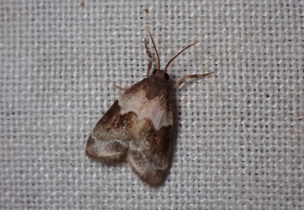 Clemensia fusca