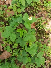 Fragaria vesca