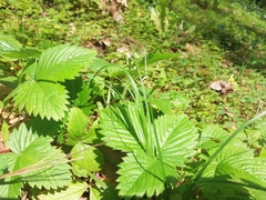 Fragaria vesca