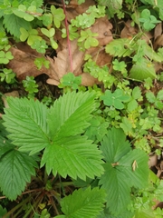 Fragaria vesca