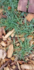 Poaceae