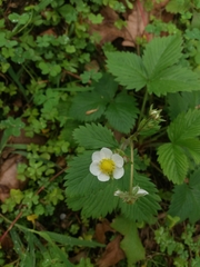 Fragaria vesca