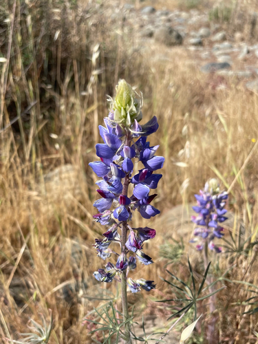 Lupinus benthamii, photograph 5