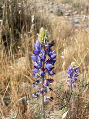 Lupinus benthamii, photograph (c) Amelia Tauber, some rights reserved (CC BY)