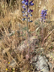 Lupinus benthamii, photograph (c) Amelia Tauber, some rights reserved (CC BY)