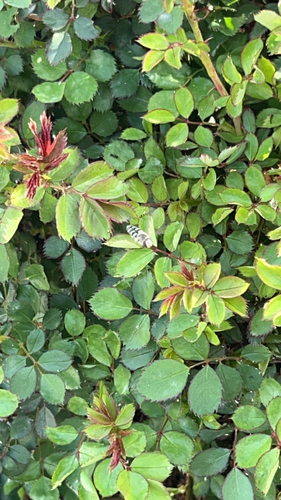 Unknown species found near Reno