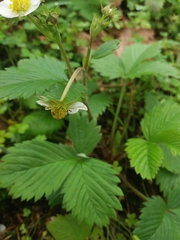 Fragaria vesca