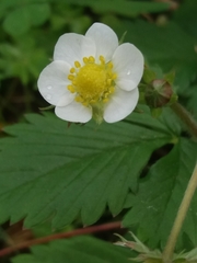 Fragaria vesca