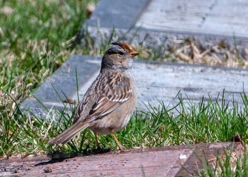 Gambel's White-crowned Sparrow photographed in New York