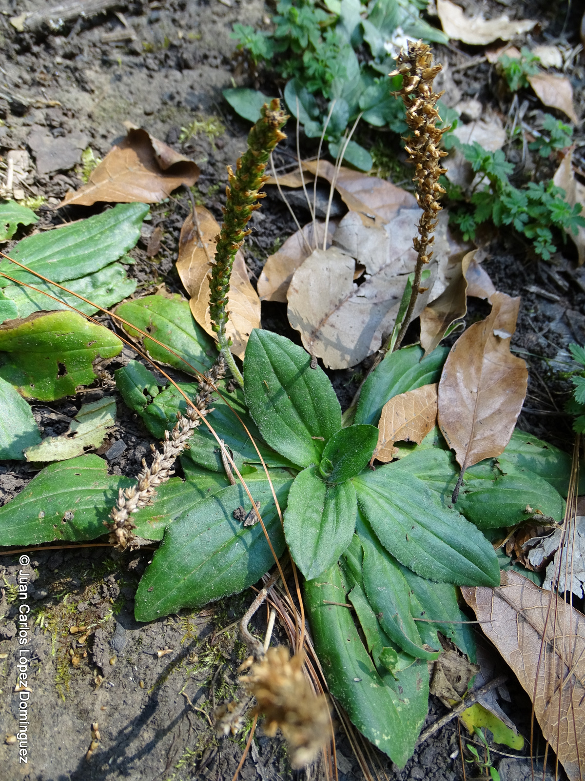 Plantago australis ssp. hirtella