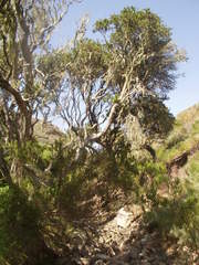 Heteromeles arbutifolia