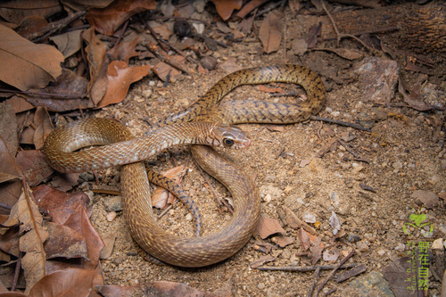 Ptyas mucosa observed 2026-03-28