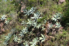 Agave attenuata