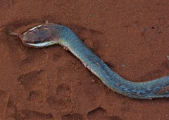 Chironius quadricarinatus