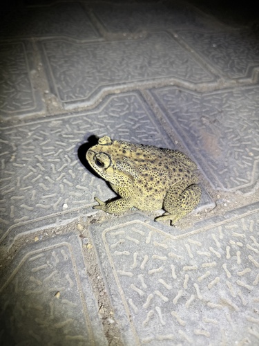 Asian Common Toad