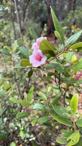 Rhodomyrtus tomentosa observed 2026-03-28