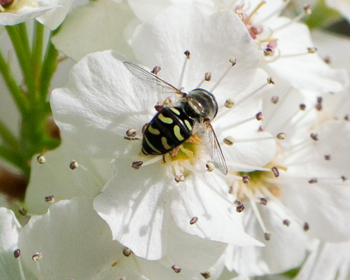 Unknown species found near Severance, CO, USA