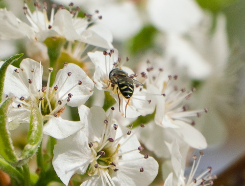 Unknown species found near Severance, CO, USA