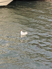 Chroicocephalus ridibundus