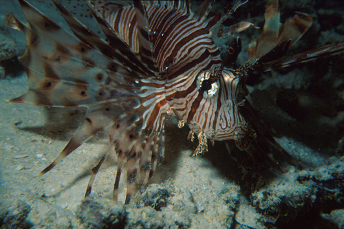 Indian Lionfish — seen at this dive site