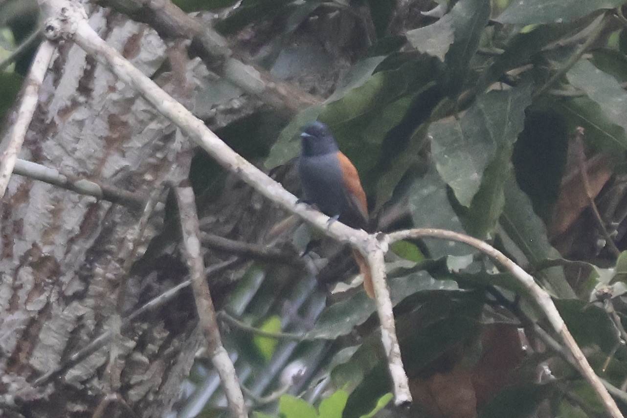 Bates's Paradise Flycatcher (Terpsiphone batesi), photo 1