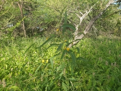 Sesbania bispinosa image