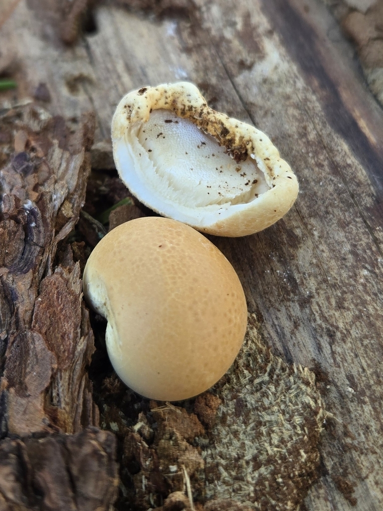 Cryptoporus volvatus · March 2026 · photo: © benfungi (iNaturalist, cc-by)