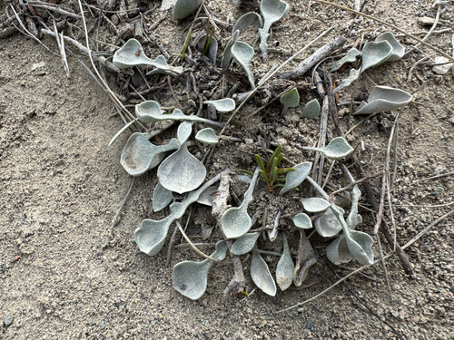 Double Twinpod (Physaria didymocarpa)