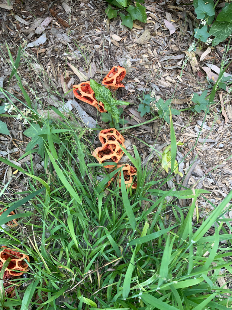Clathrus ruber