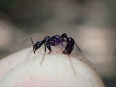 Leptogenys attenuata