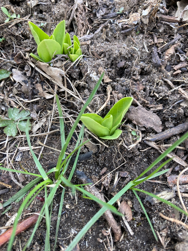 Dodecatheon meadia