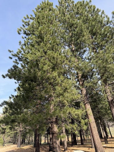 Jeffrey's Pine (Pinus jeffreyi)