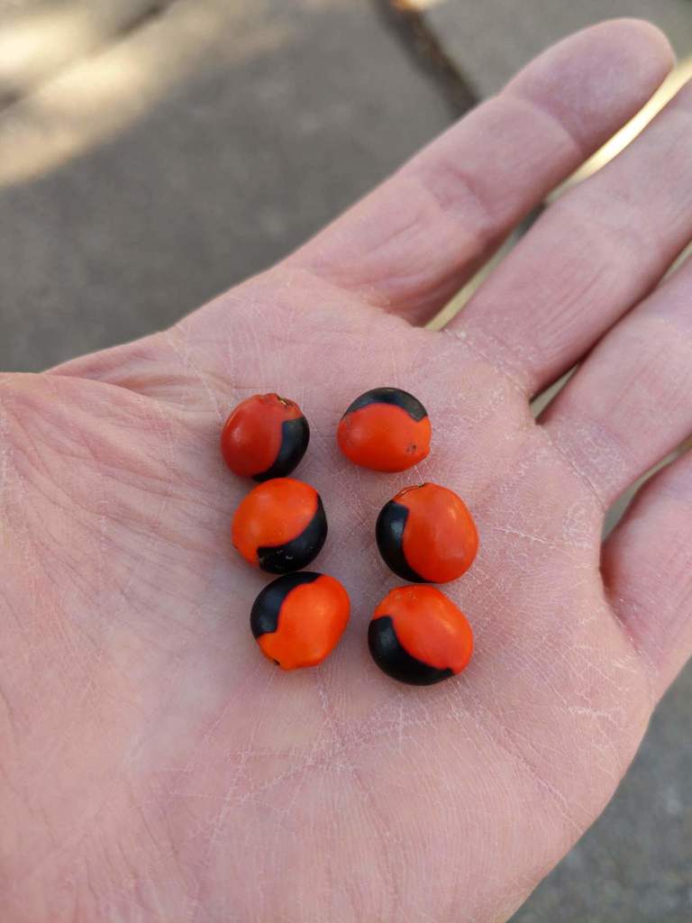 Ormosia coccinea