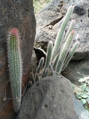 Nyctocereus serpentinus